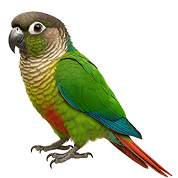 Green-cheeked Conure
